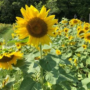 Meet your Posher, Holly